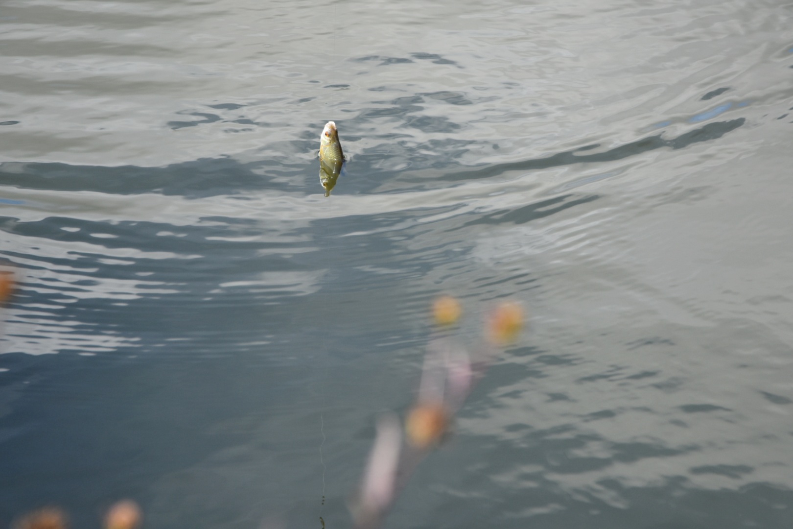FOTO Na društvenom natjecanju u ribolovu pobijedio Tomislav Filipović s 2,86 kilograma ribe