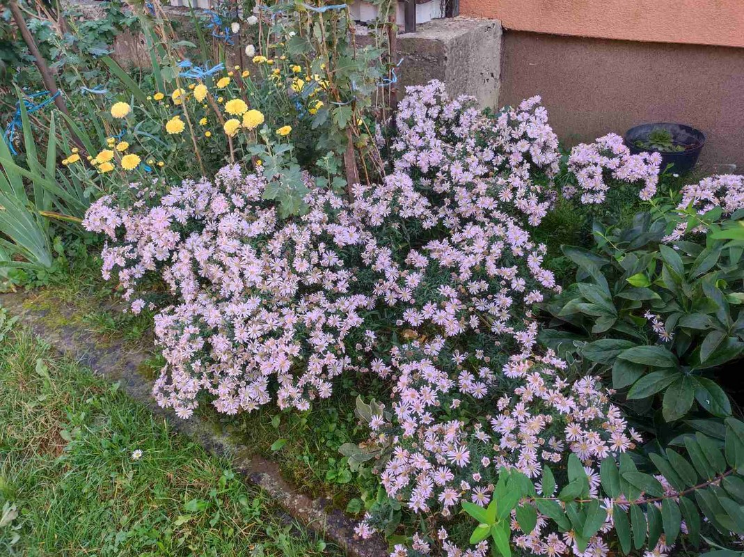 PRELOG Elizabeta Pianec na pragu 81. rođendana brine o cvijeću i priprema odličan kompot od tikvica PRELOG Elizabeta Pianec na pragu 81. rođendana brine o cvijeću i priprema odličan kompot od tikvica