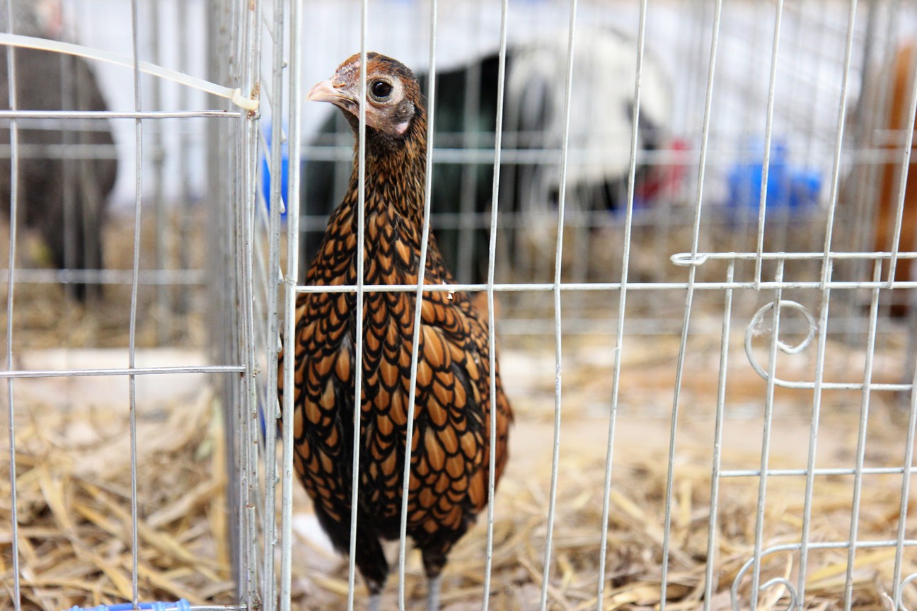 Otvorena izložba malih životinja u Nedelišću
