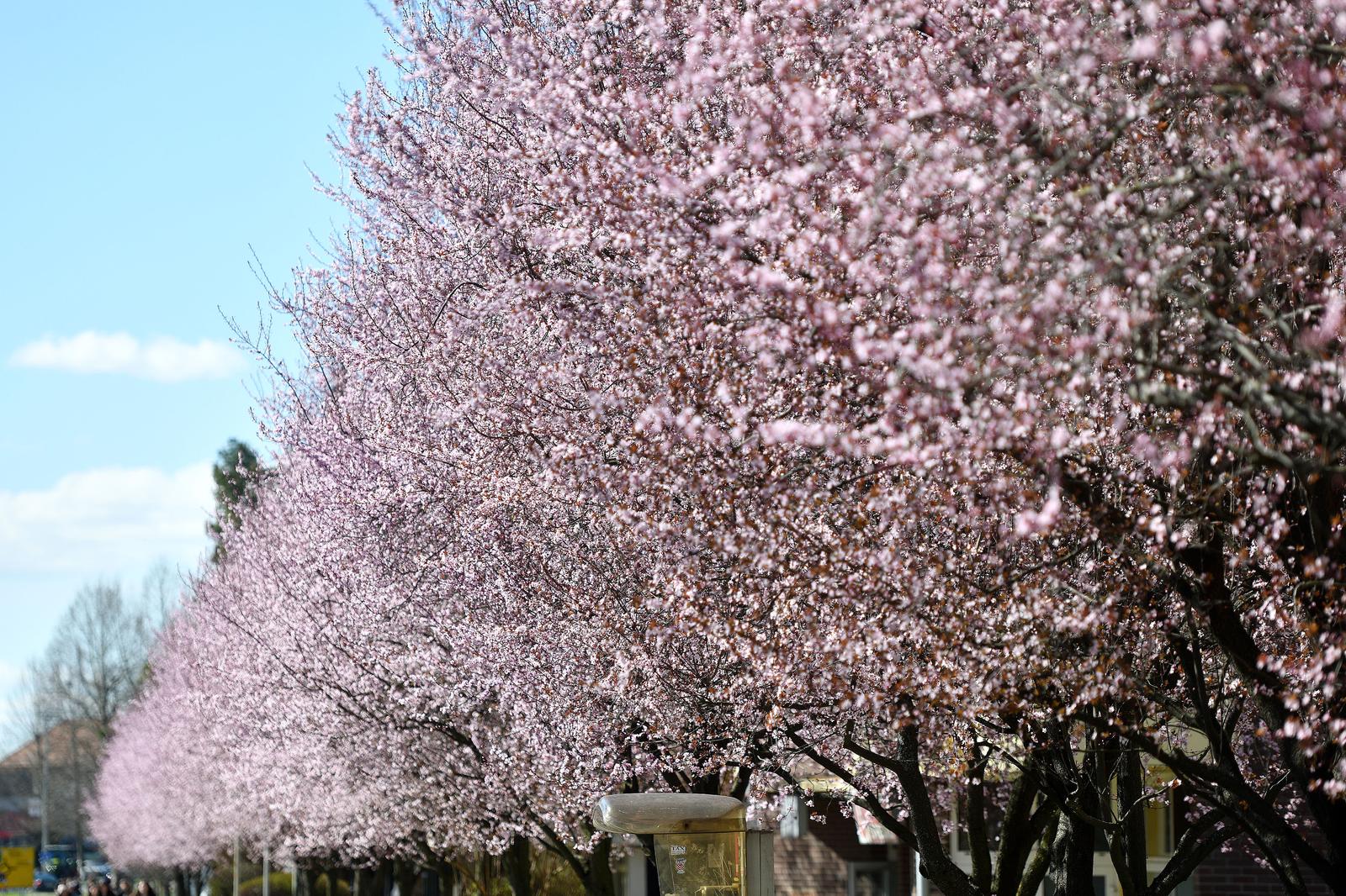 Japanske trešnje u Čakovcu
