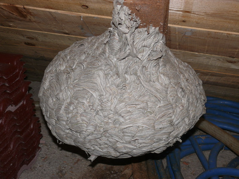 PRIČA IZ VUČETINCA Ogromno stršljenovo gnijezdo više ne prijeti obitelji Blanke Janušić Klaić!