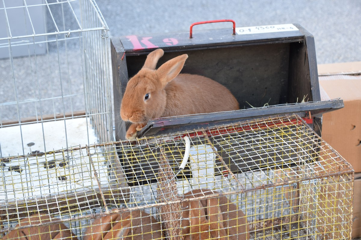 DONJA DUBRAVA Brojni posjetitelji razgledali rekordan broj eksponata na Državnoj izložbi malih životinja DONJA DUBRAVA Brojni posjetitelji razgledali rekordan broj eksponata na Državnoj izložbi malih životinja