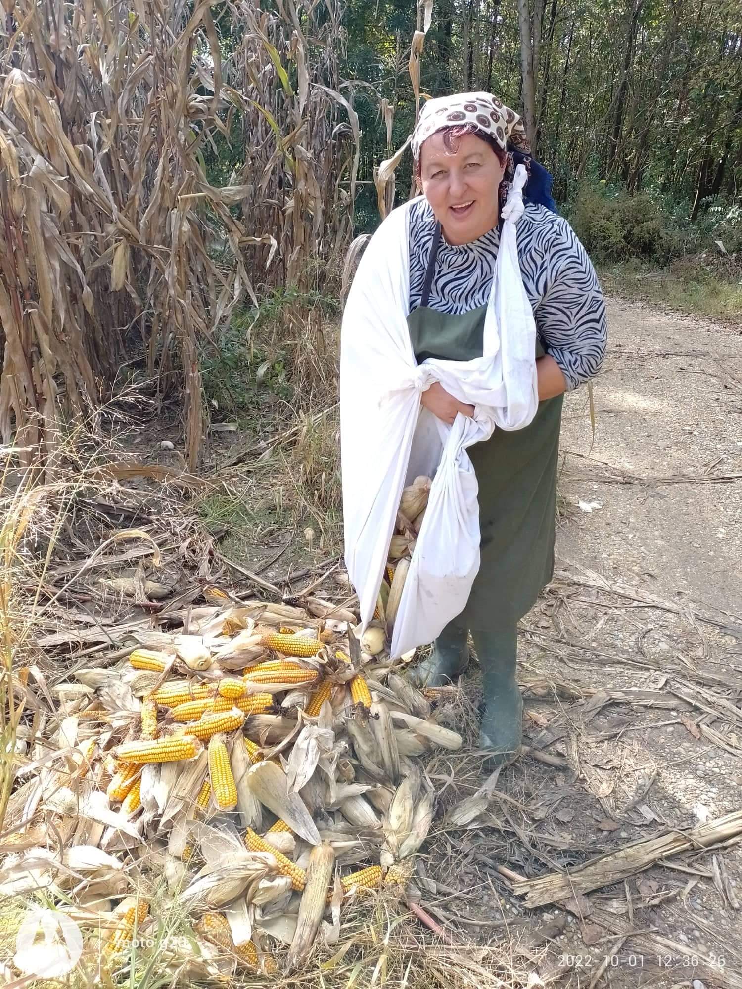 Branje kukuruza u Domašincu