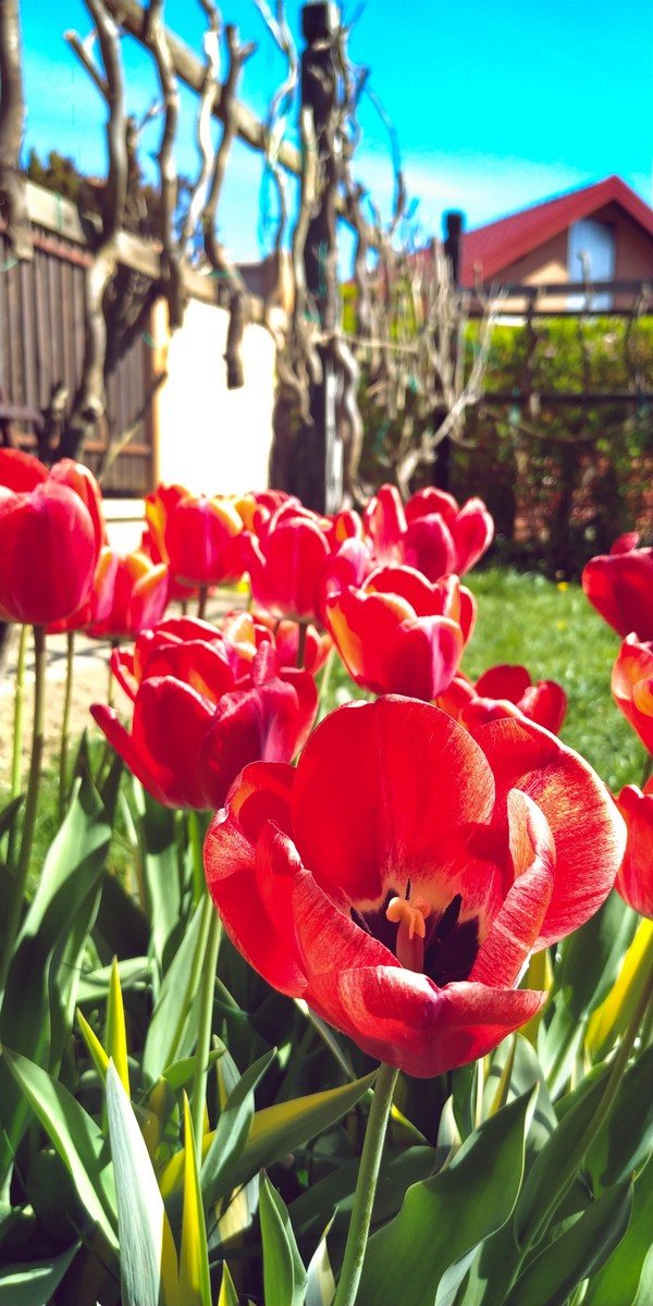 Dvorište Maje Mlakar