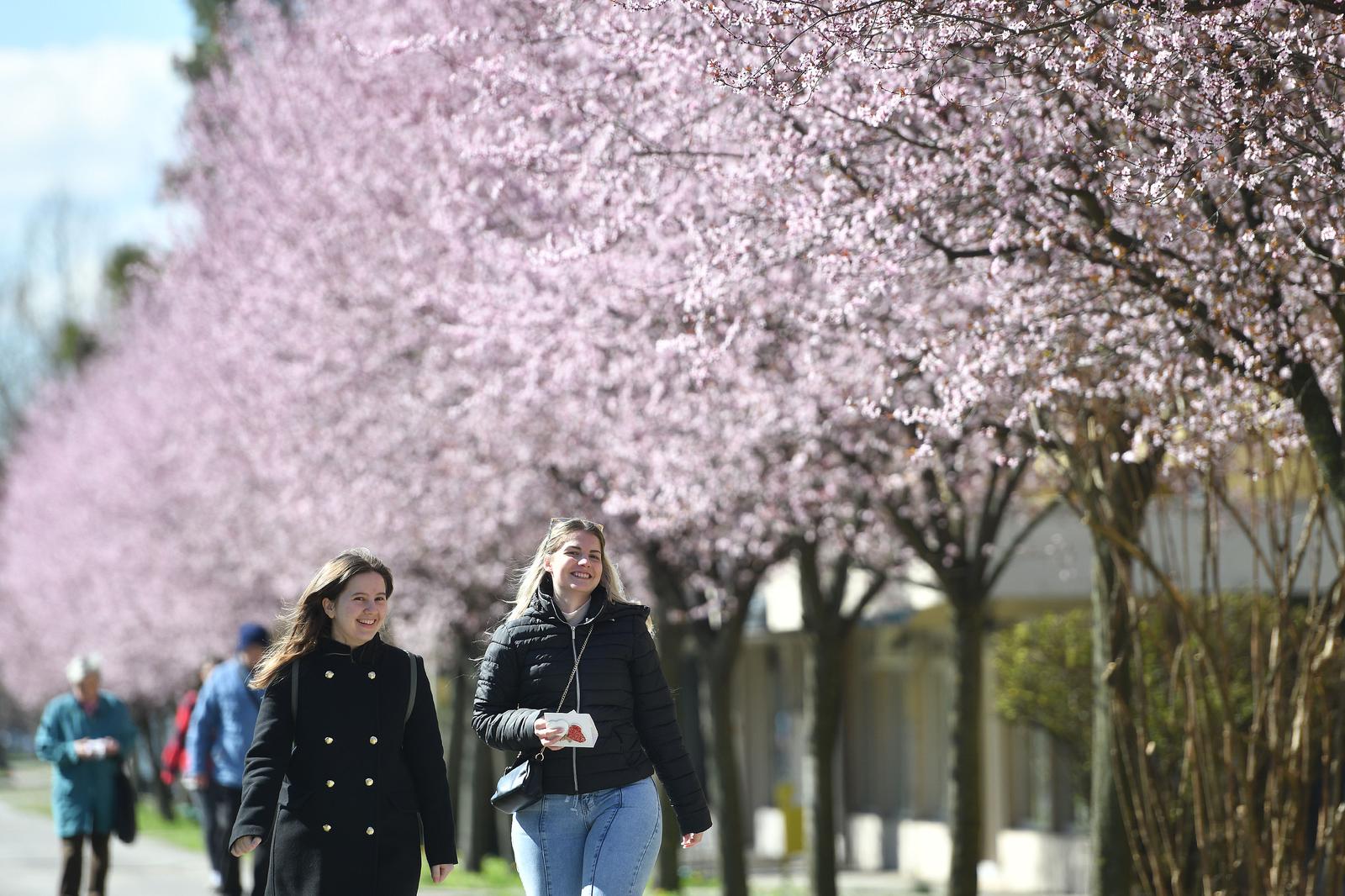 Japanske trešnje u Čakovcu
