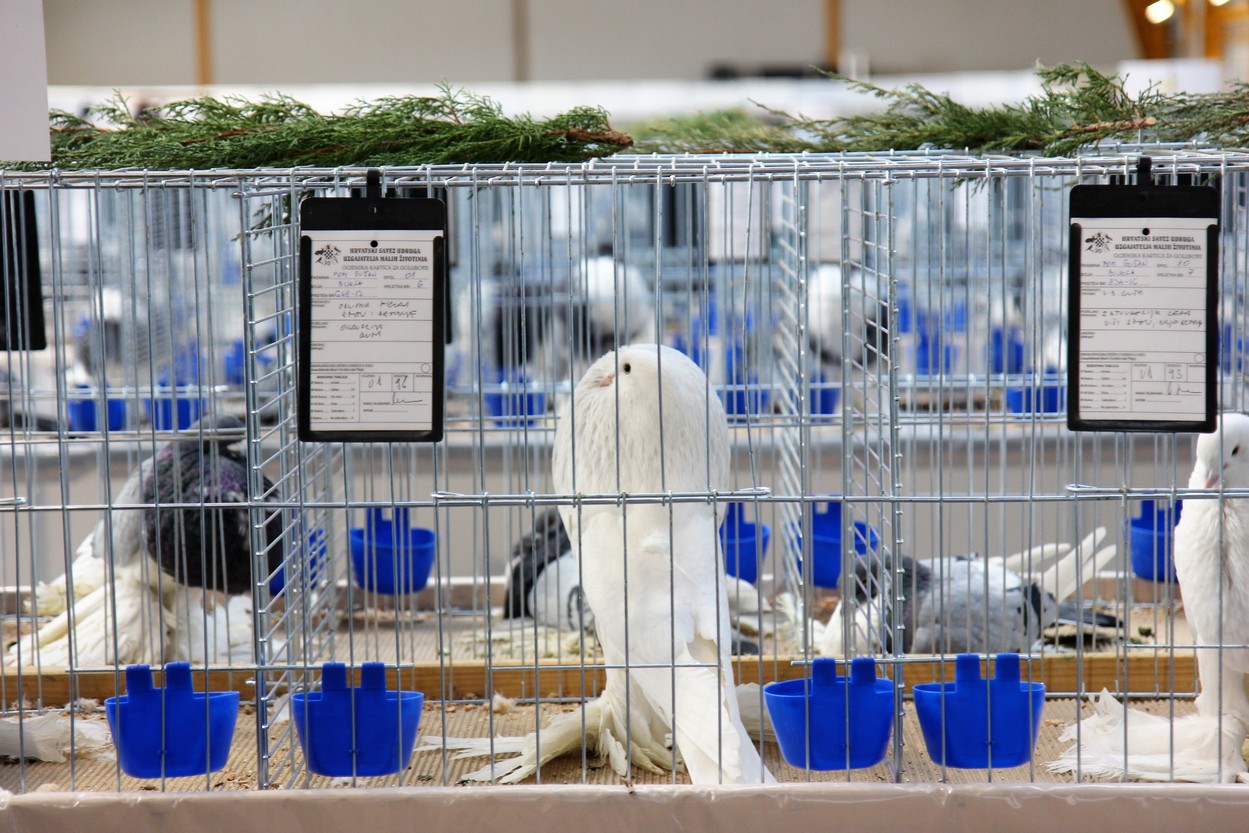 Otvorena izložba malih životinja u Nedelišću