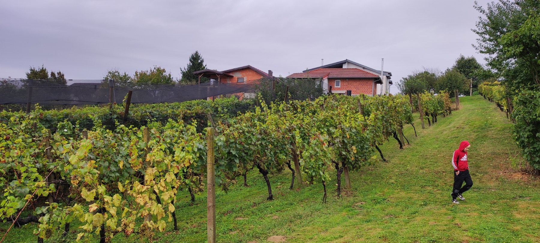 Berba kod obitelji Tomašić