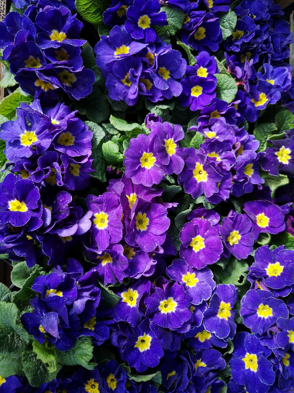 Reformisti Međimurja obilježili Dan žena