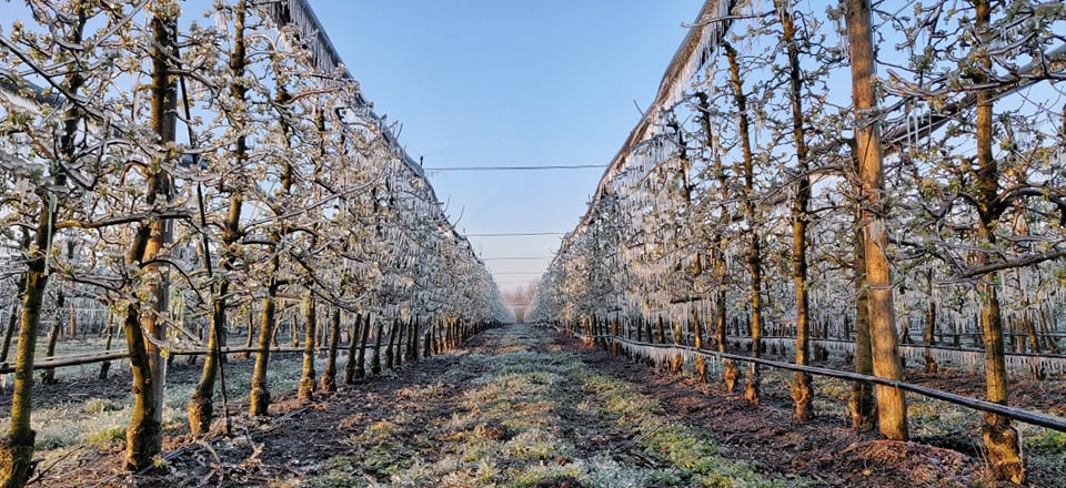 Međimurski voćar Marko Kudec protiv mraza se bori orošavanjem