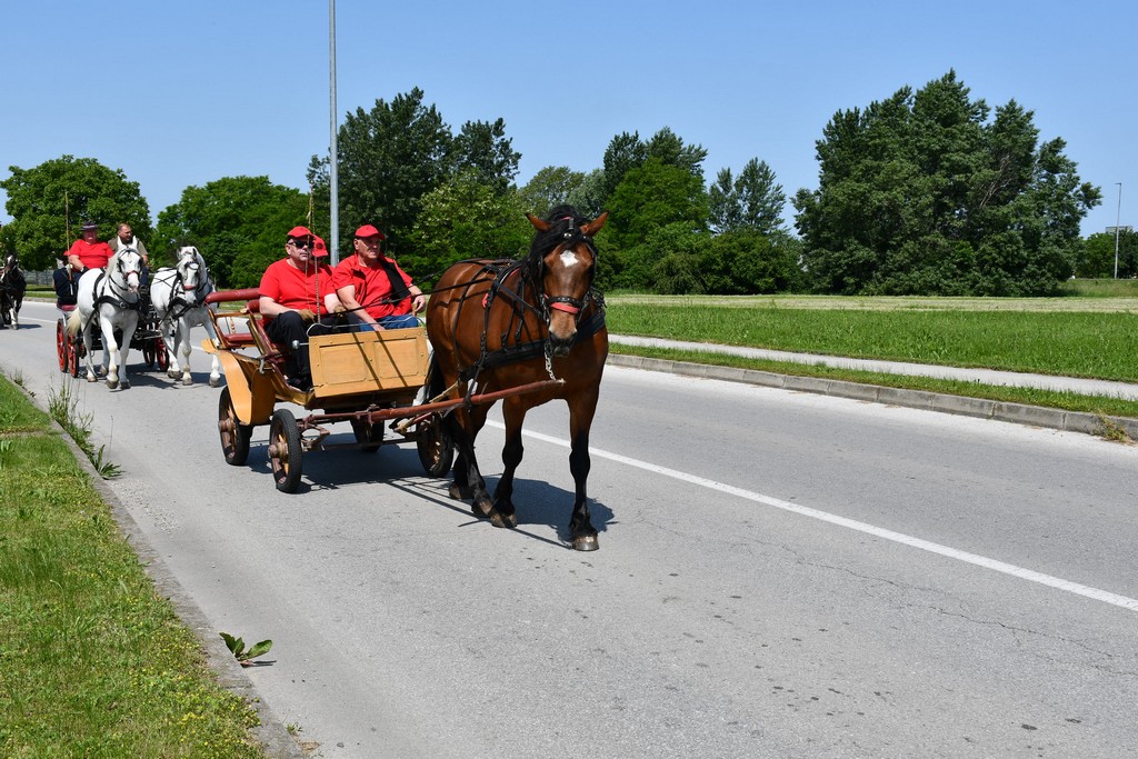VIDEO I FOTO Međunarodno konjičko druženje okupilo brojne uzgajivače konja iz SZ Hrvatske te Slovenije i Austrije