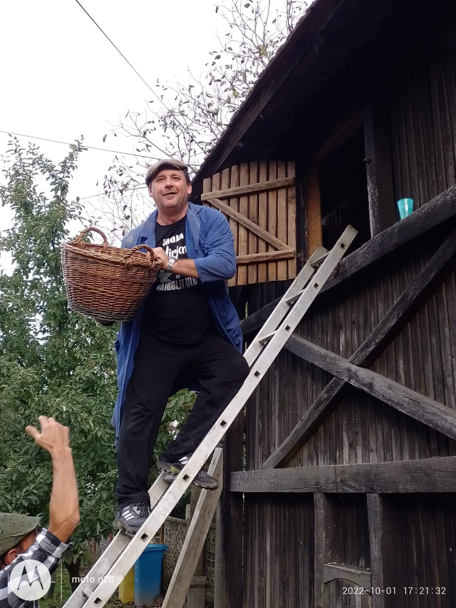 Branje kukuruza u Domašincu