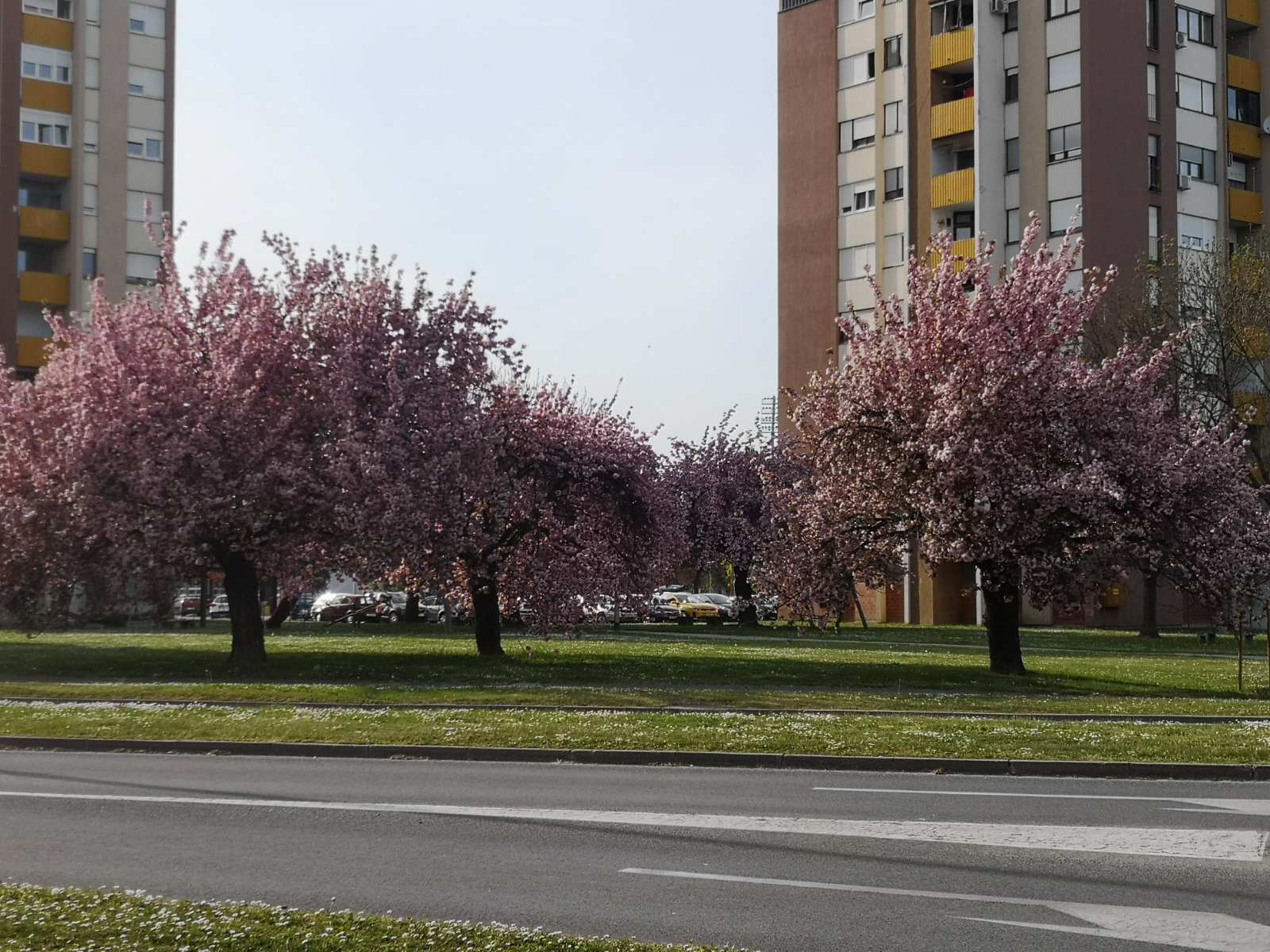 Procvale japanske trešnje mame poglede građana u Čakovcu