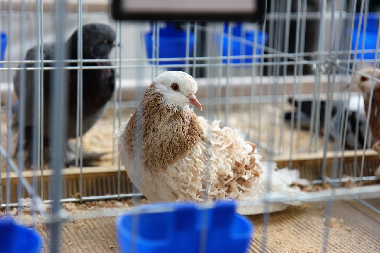 Otvorena izložba malih životinja u Nedelišću