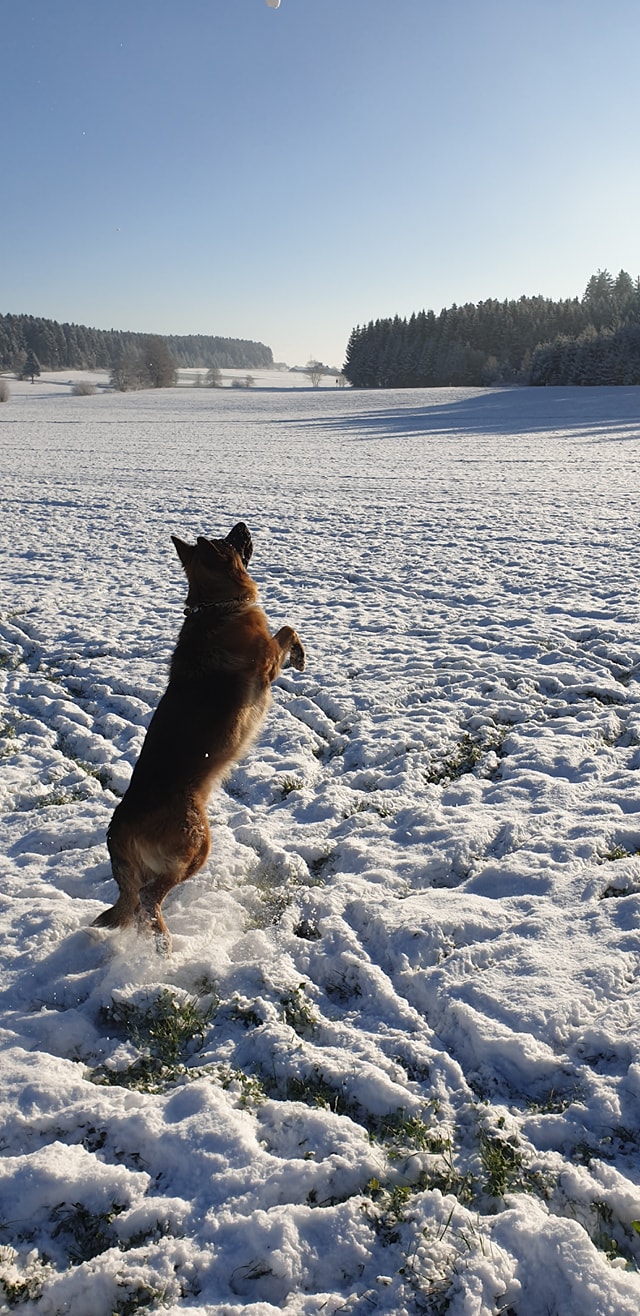 Kućni ljubimci vole snijeg