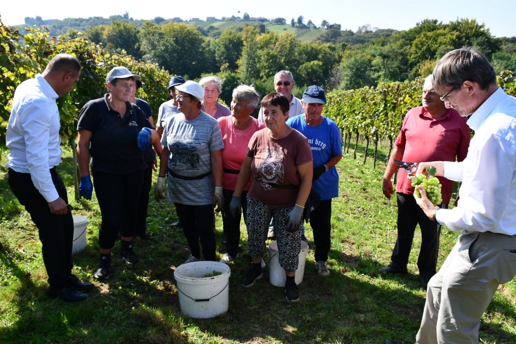 Vinarija Horvat, berba