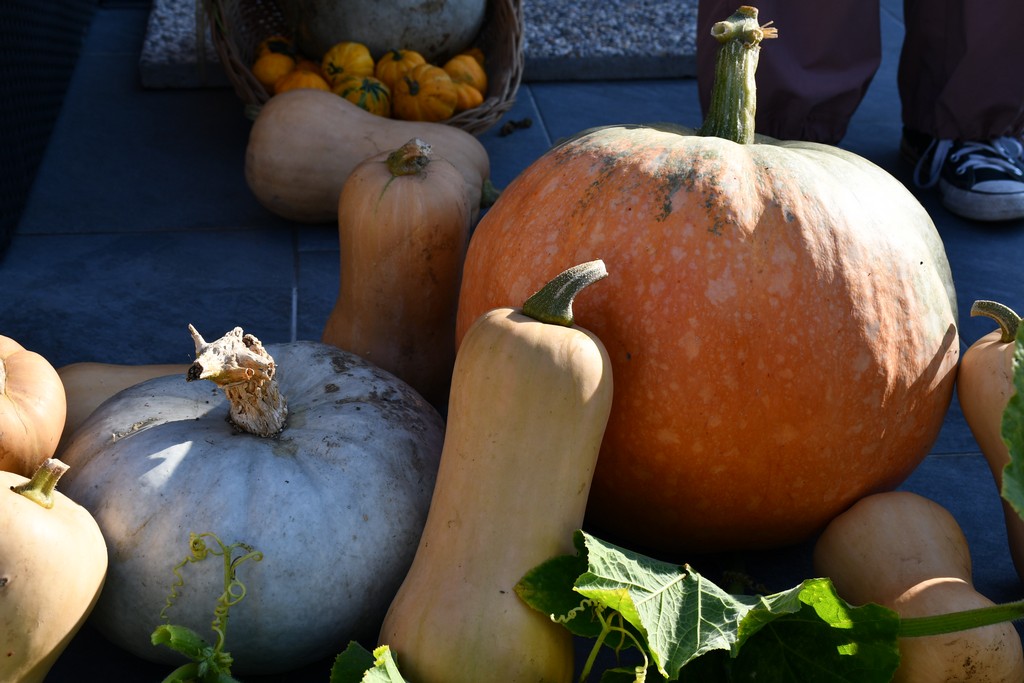 IMPOZANTNE BUNDEVE Jesenska čarolija na imanju obitelji Dodlek u Belici