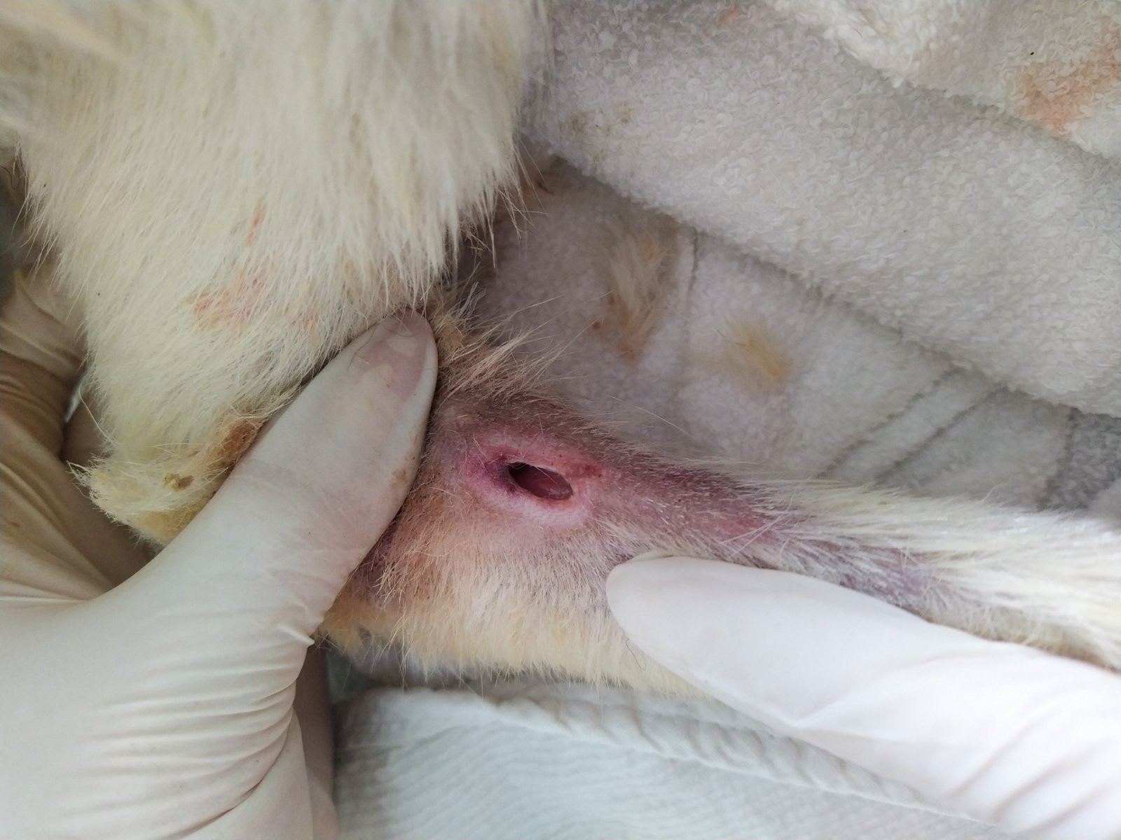 UZNEMIRUJUĆE FOTOGRAFIJE ‘Dokle će trajati patnja pasa u romskim naseljima Međimurja?’