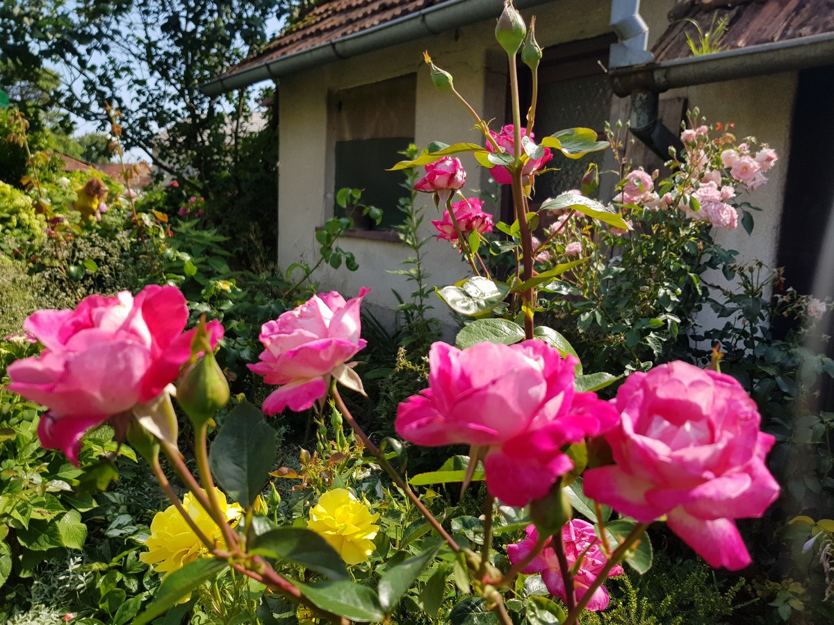 UKRAS MEĐIMURJA Čiji vrt je najljepši? Dodijeljena priznanja, evo tko je bio najkreativniji
