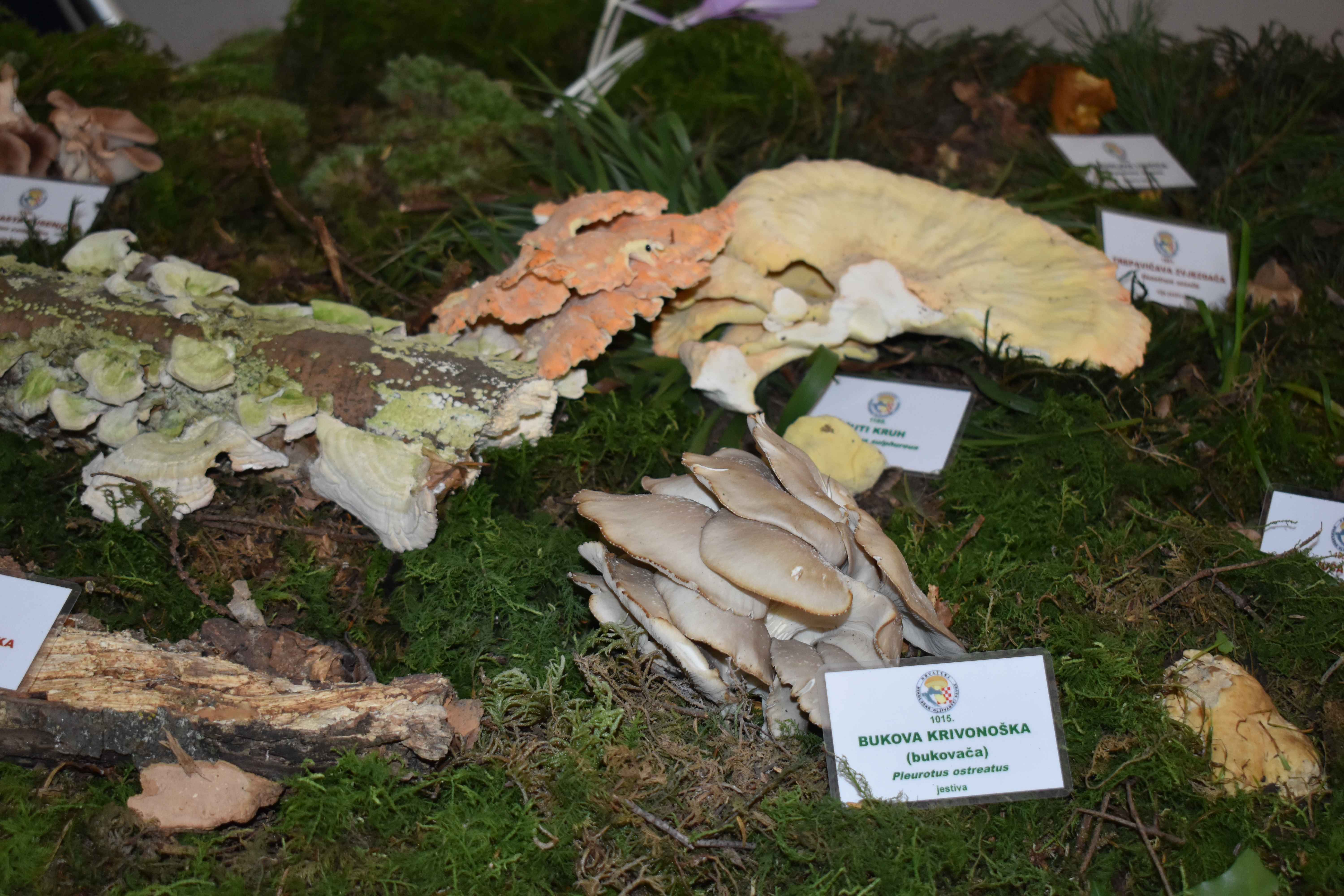 FOTO Ovog vikenda razgledajte zanimljivu i edukativnu izložbu gljiva u Čakovcu