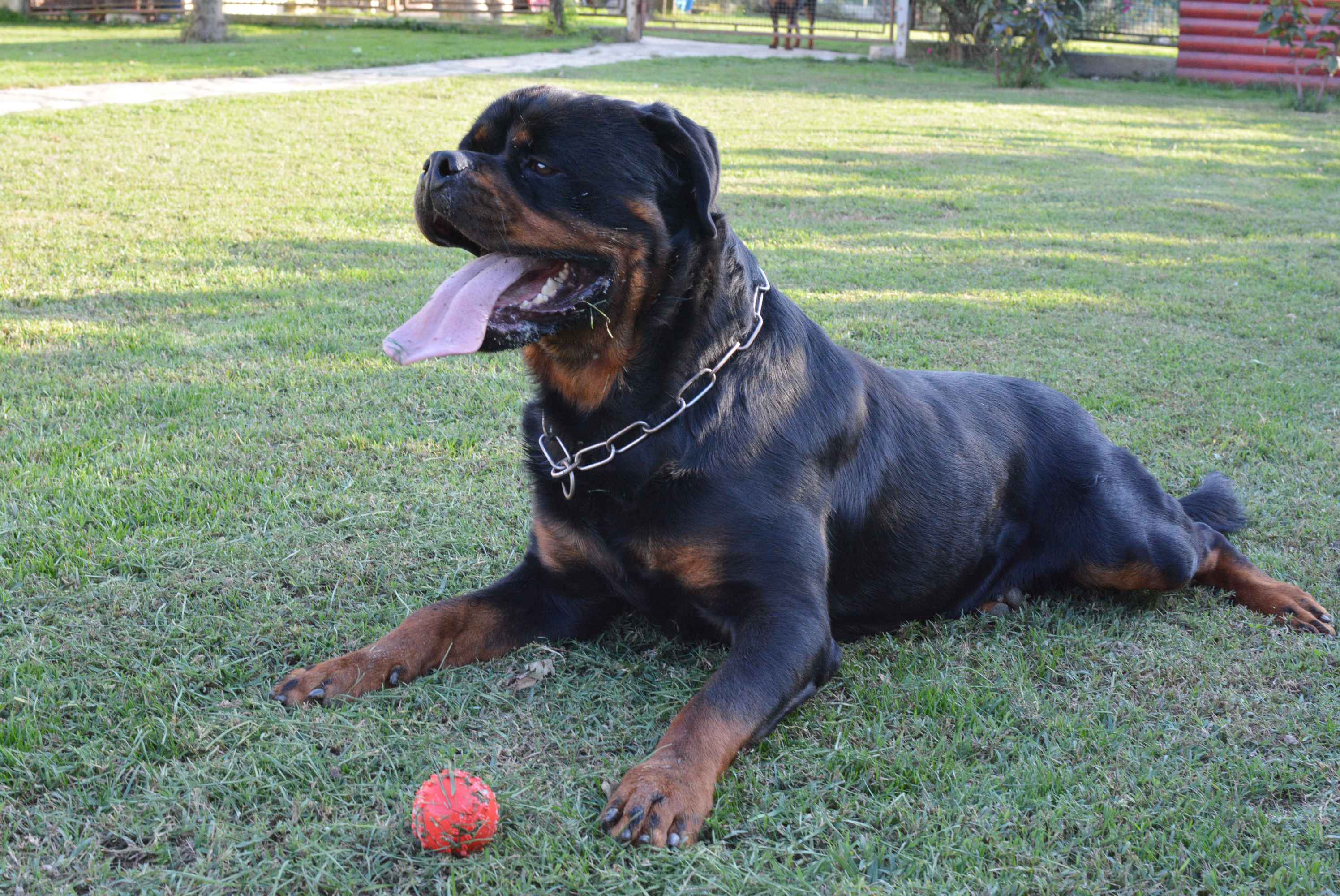 OBITELJ MIKAC IZ MIHOVLJANA Od 2014. godine imaju profinjenu uzgajivačnicu Rottweilera – ‘psi su naša najveća ljubav’ OBITELJ MIKAC IZ MIHOVLJANA Od 2014. godine imaju profinjenu uzgajivačnicu Rottweilera – ‘psi su naša najveća ljubav’