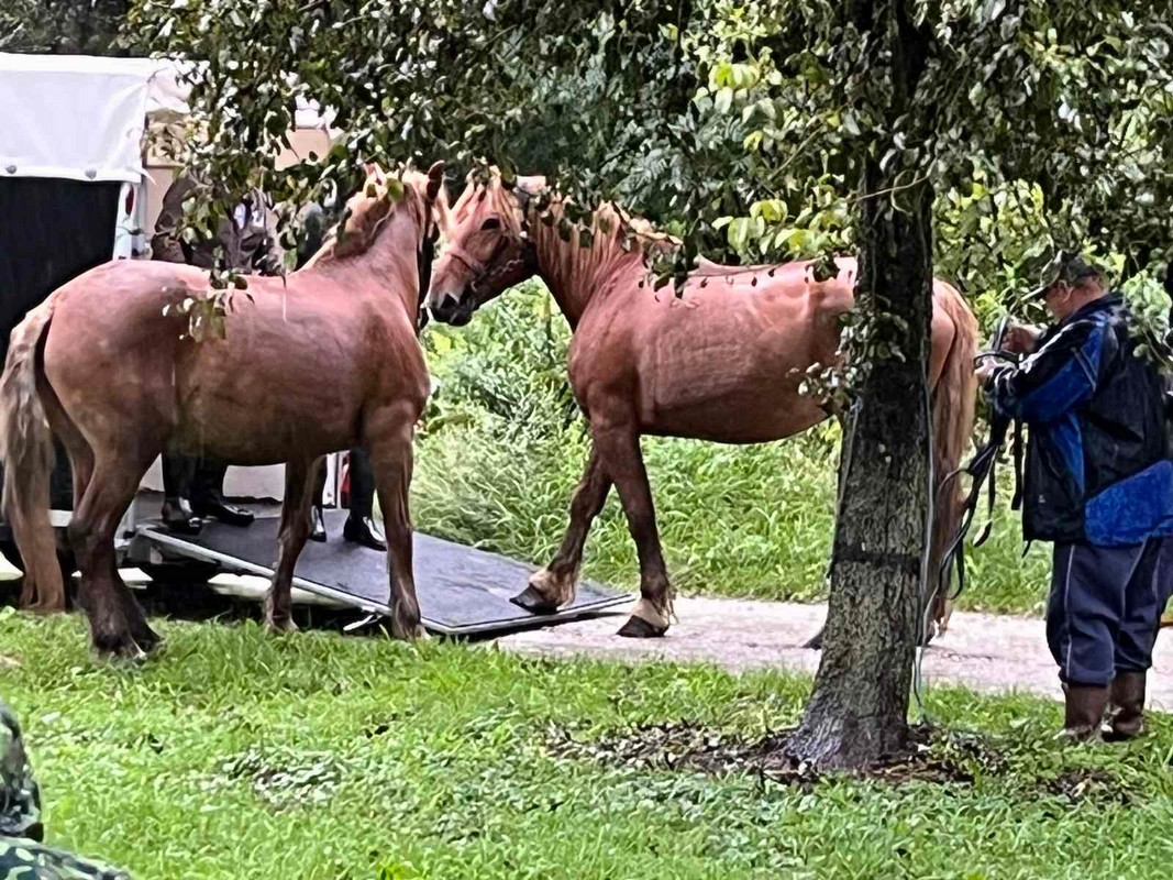 Evakuirani međimurski konji
