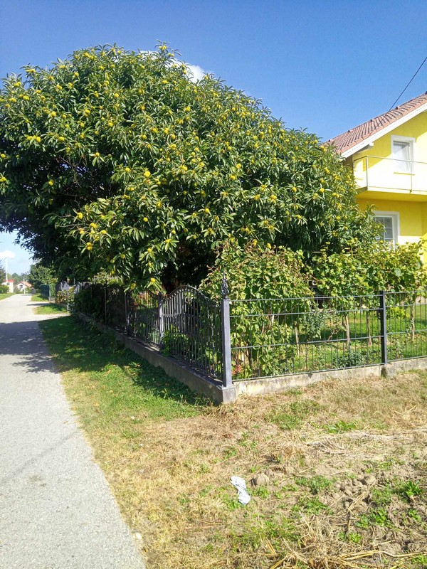 FRANJO KRZNAR IZ NOVAKOVCA Nema do slatkih plodova kestena i cvrkuta štiglecov