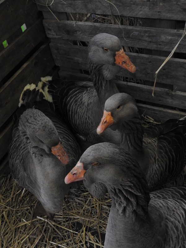 Izložba malih životinja, Mesap,