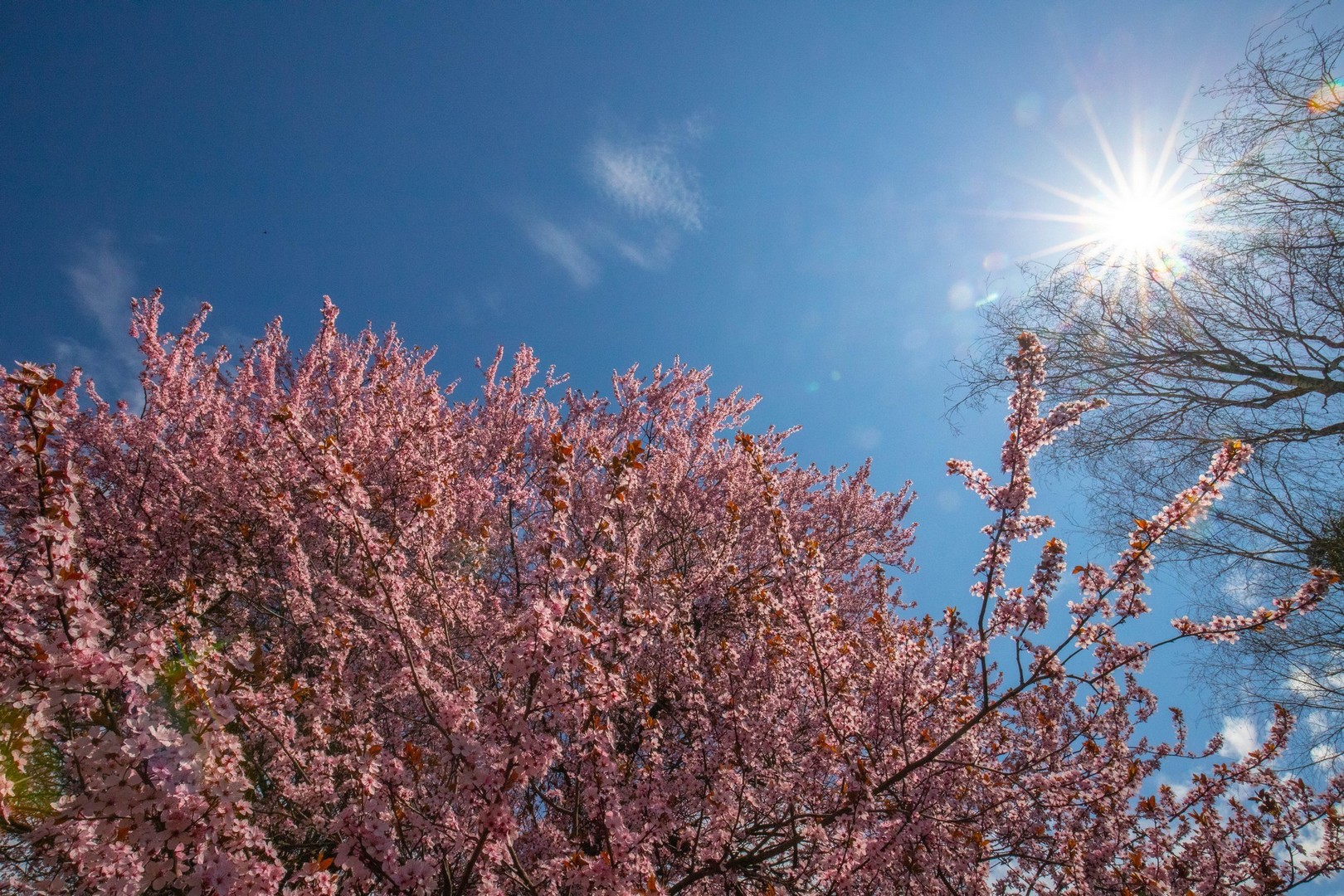 Proljetna cvjetna rapsodija u Međimurju iz objektiva Miroslave Novak Hranjec