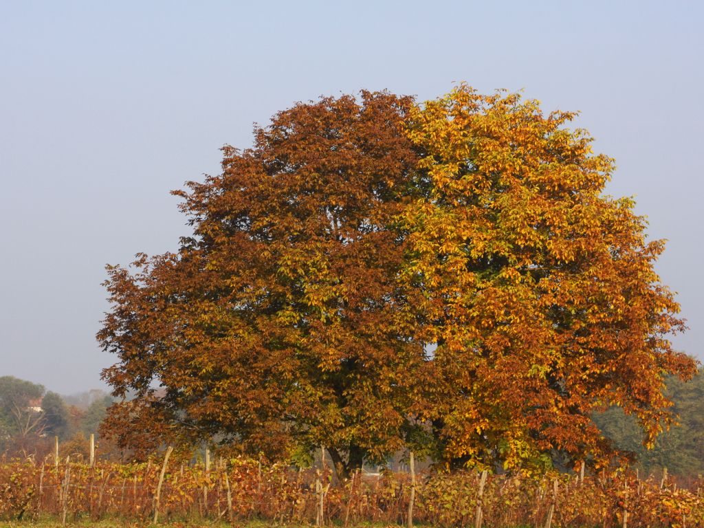 rikardovrtaricbojejesenivratisi