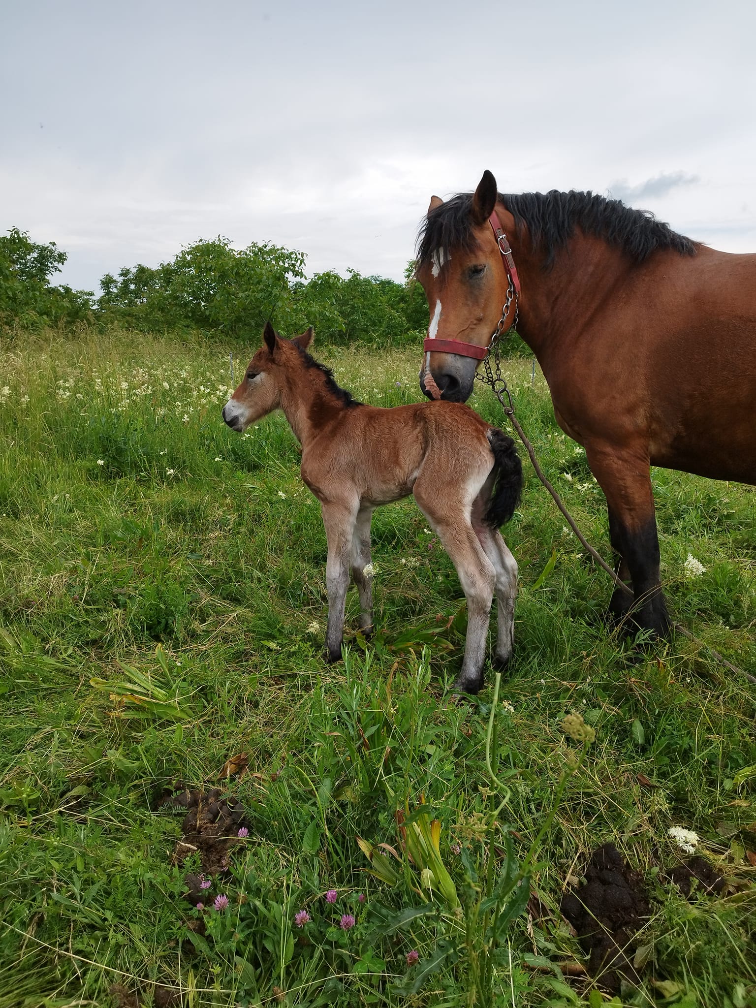 MEĐIMURSKI KONJ Predivna vijest iz Pribislavca, rodilo se ždrijebe Sena