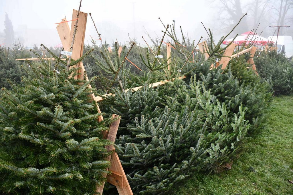 Ponuda božićnih drvaca