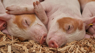 Svinja, prase, svinje Svinja, prase, svinje