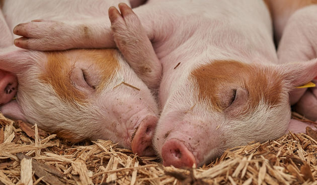 Svinja, prase, svinje Svinja, prase, svinje