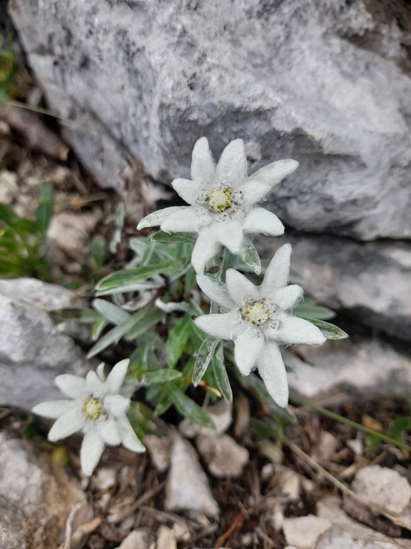 RANKA ŠUŠTERŠIĆ Sa svakog planinarskog izleta vratim se emocionalno ispunjena