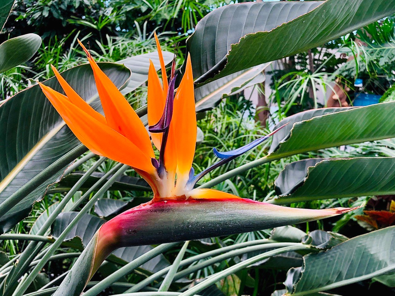 Image 5818427 (auto)