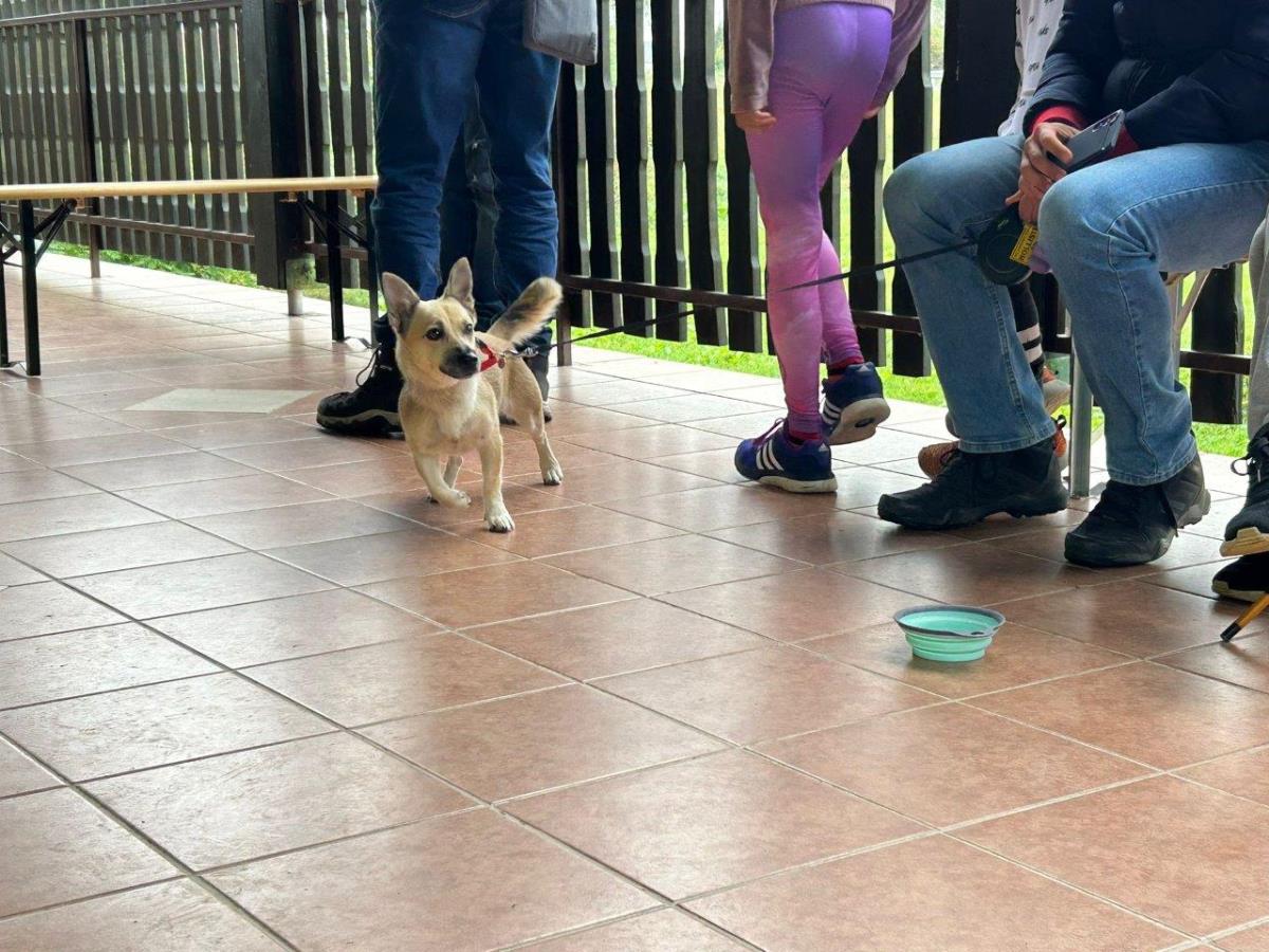 FOTO Održan 32. uzgojni pregled i smotra malog međimurskog psa u Donjoj Dubravi