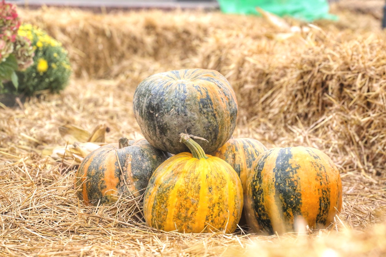 JESEN U GRADU ZRINSKIH Čakovec ‘obukao’ predivno jesensko ruho