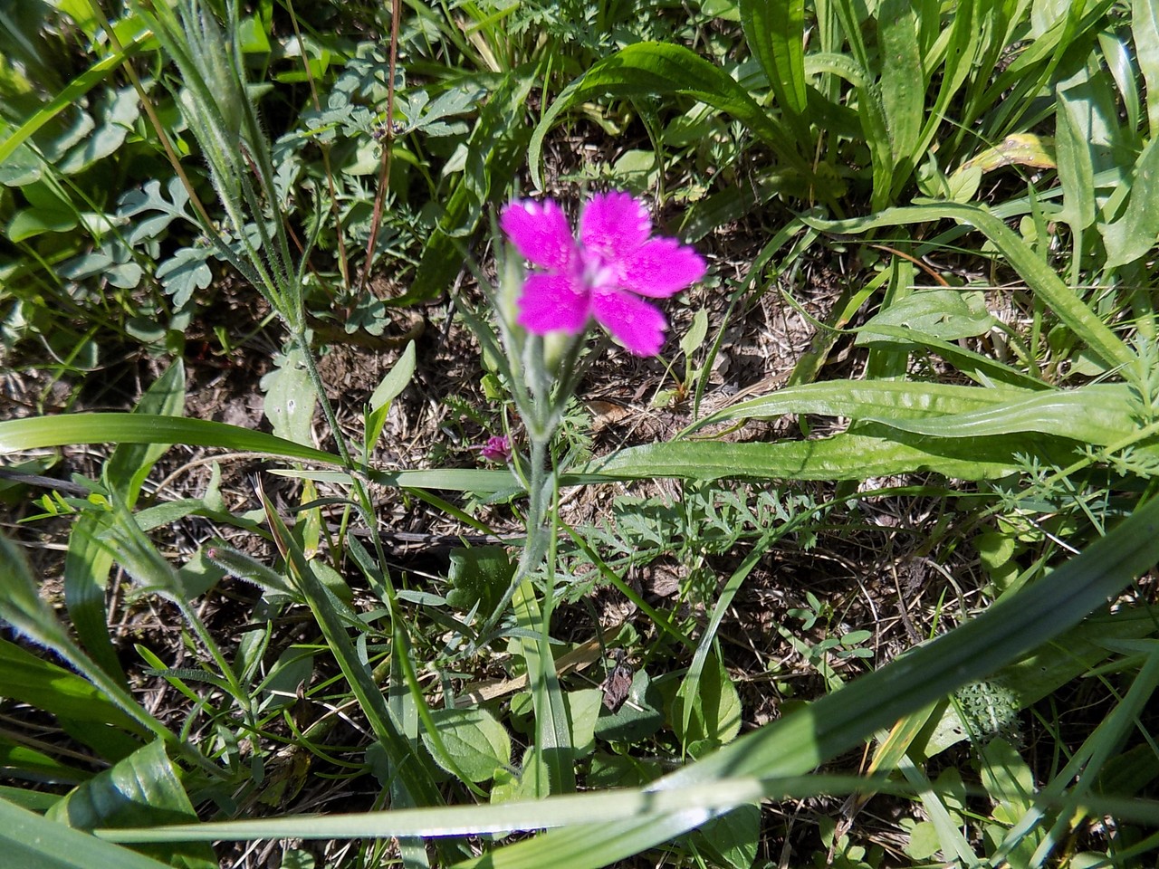 Prekrasne scene u prirodi: Kasno ljeto u gornjem Međimurju