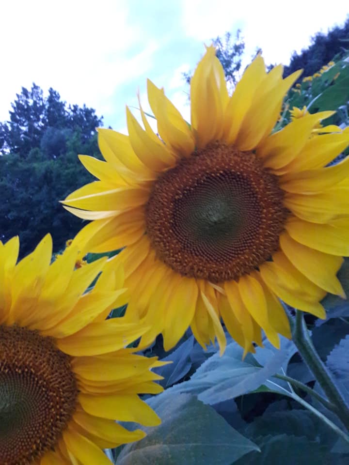 Dvorište obitelji Cenko