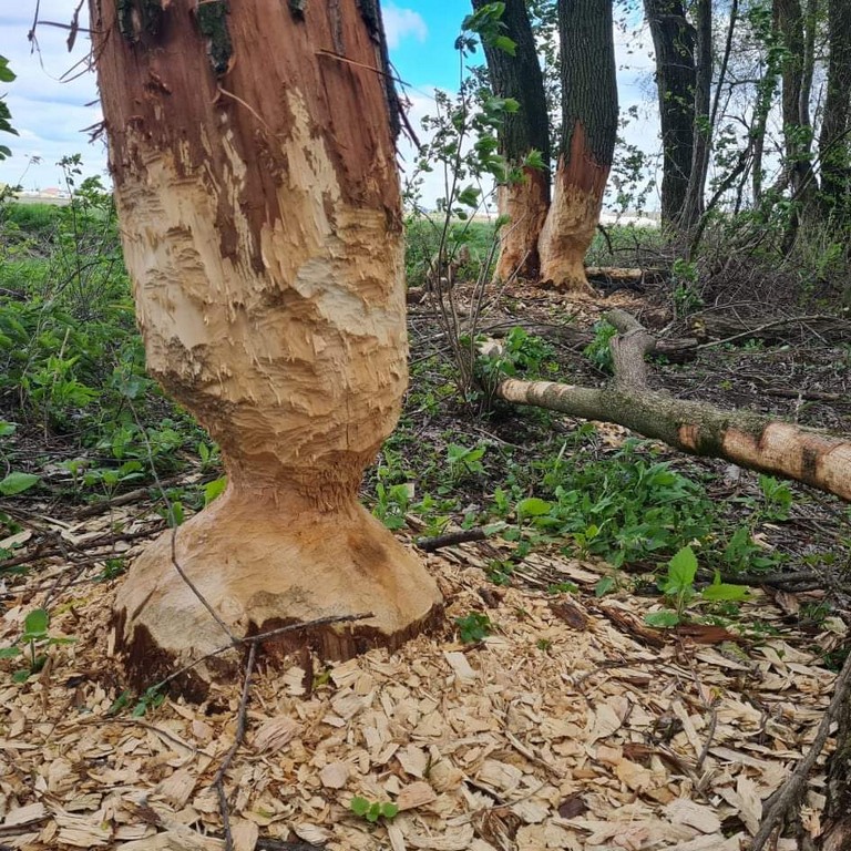 KAKO SU SE NEKAD RAUBŠICANJEM PREHRANJIVALI Josip Siladi prisjeća se svog oca Stjepana Siladija – lovca i krivolovca KAKO SU SE NEKAD RAUBŠICANJEM PREHRANJIVALI Josip Siladi prisjeća se svog oca Stjepana Siladija – lovca i krivolovca
