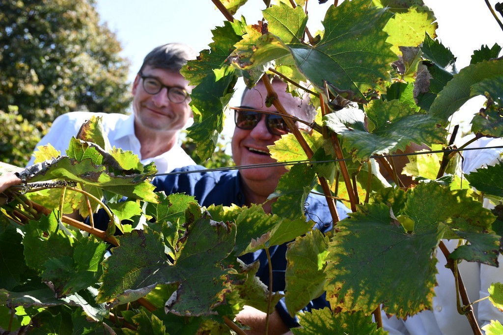 Vinarija Horvat, berba