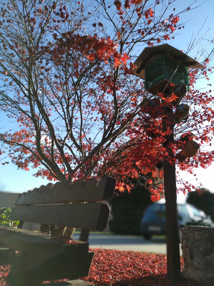 Dvorište Maje Mlakar