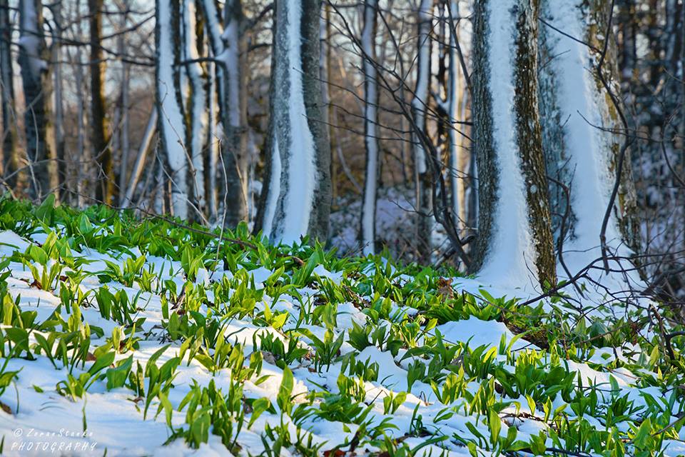Zima i proljeće, Ivanščica