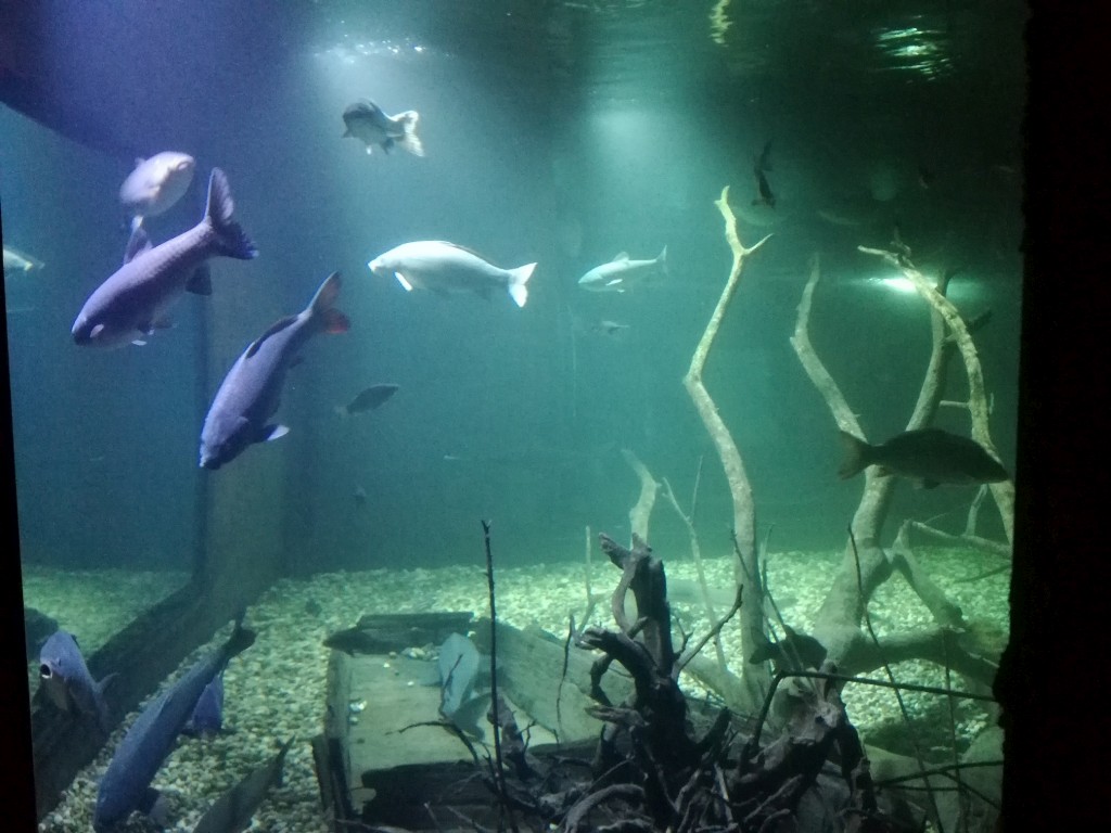 slatkovodniakvarij1626148