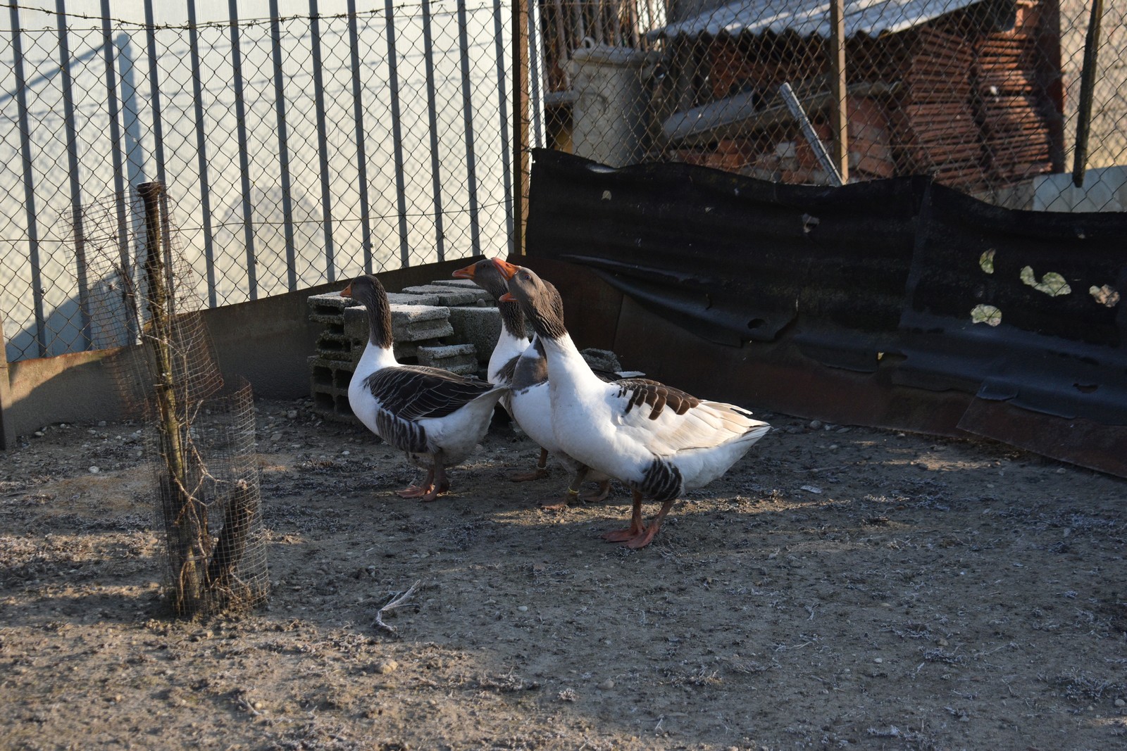 Denis Dobša kuniće uzgaja od malih nogu