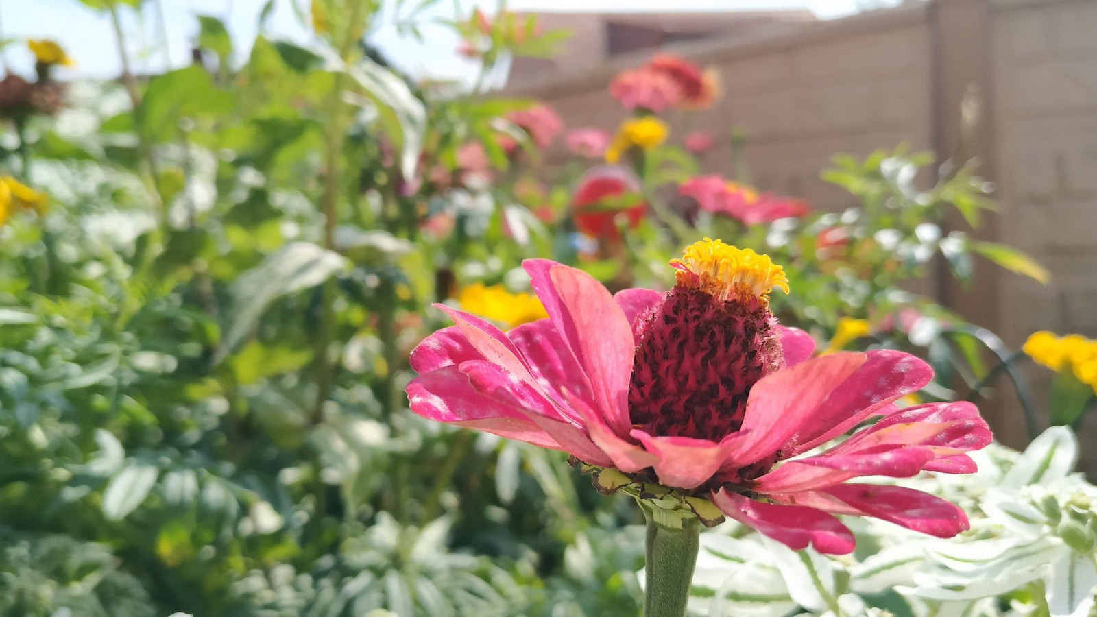 Dvorište Maje Mlakar