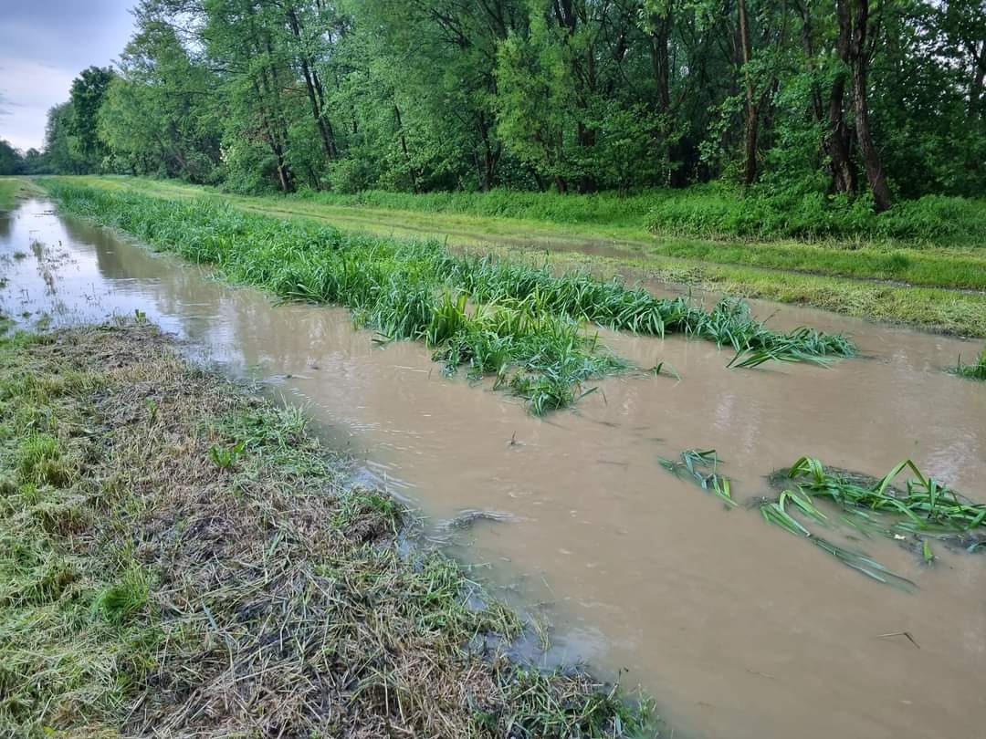 belica borščak izlio se