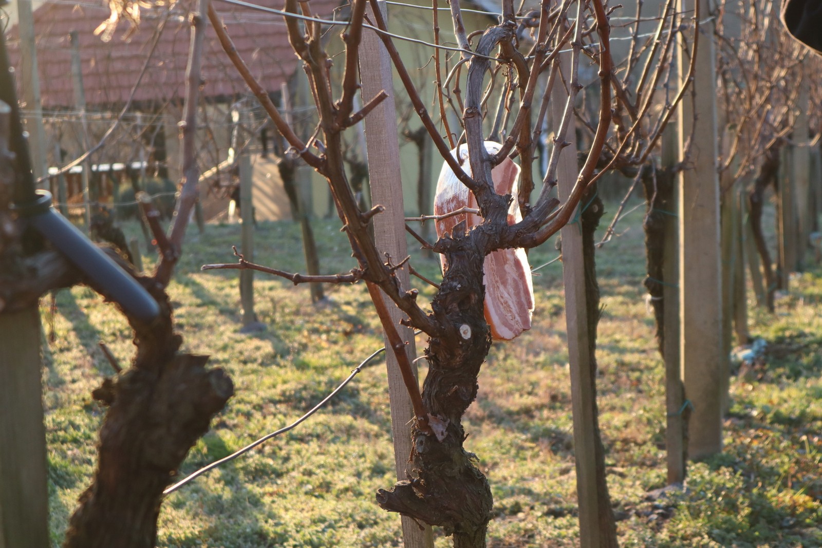 Vincekovo u Općini Sveti Martin na Muri