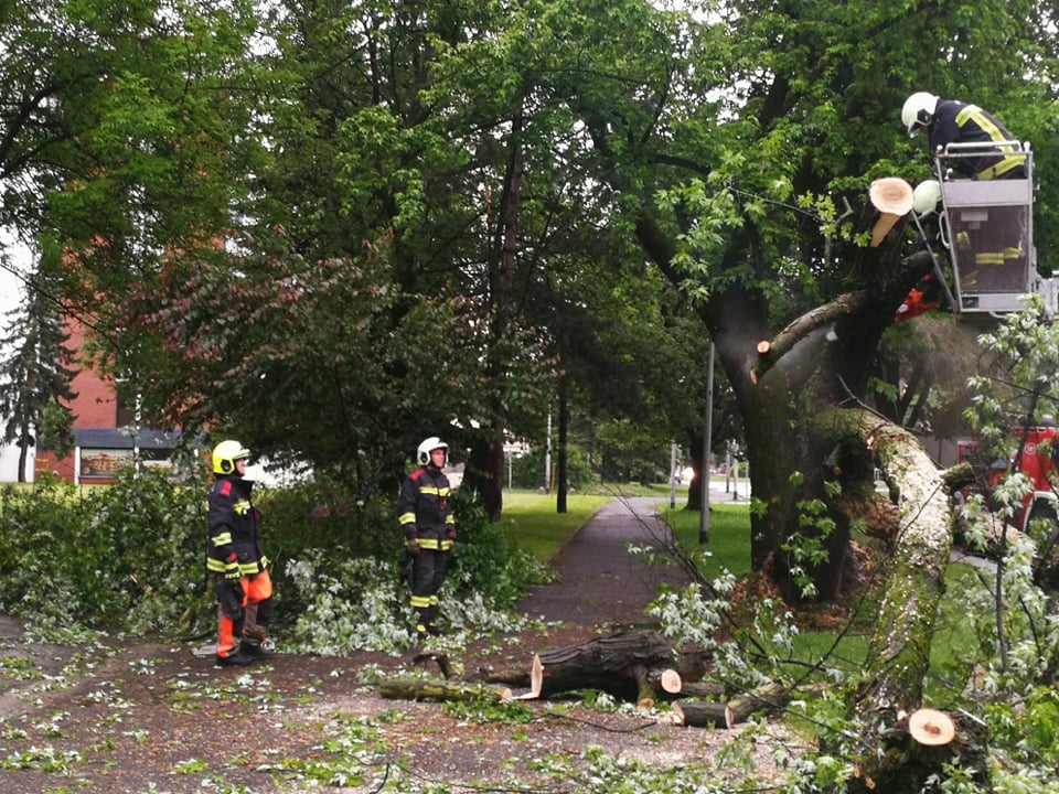 U Čakovcu se srušilo stablo