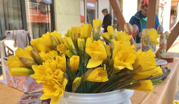 I Prelog je bio ‘obojan’ u žuto: Dan narcisa posvećen je ženama oboljelim od raka dojke